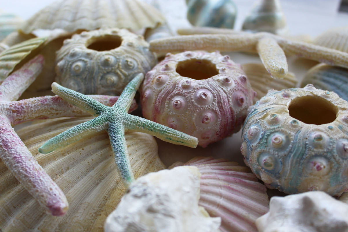 handmade chocolate shells, urchins and starfish